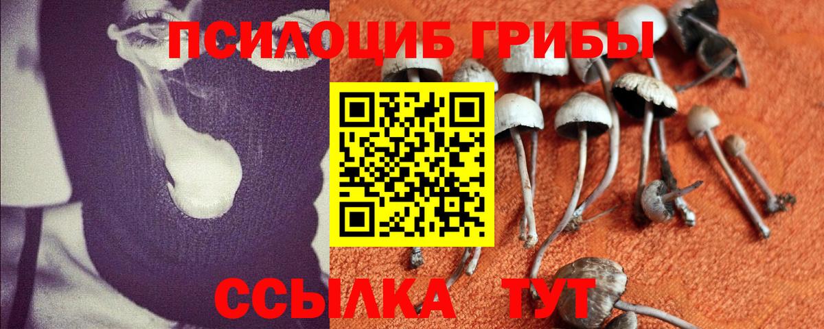 Хабаровск  Псилоцибиновые грибы Psilocybe  Вход с VPN 