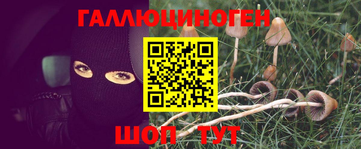 Галлюциногенные грибы Psilocybe Хабаровск